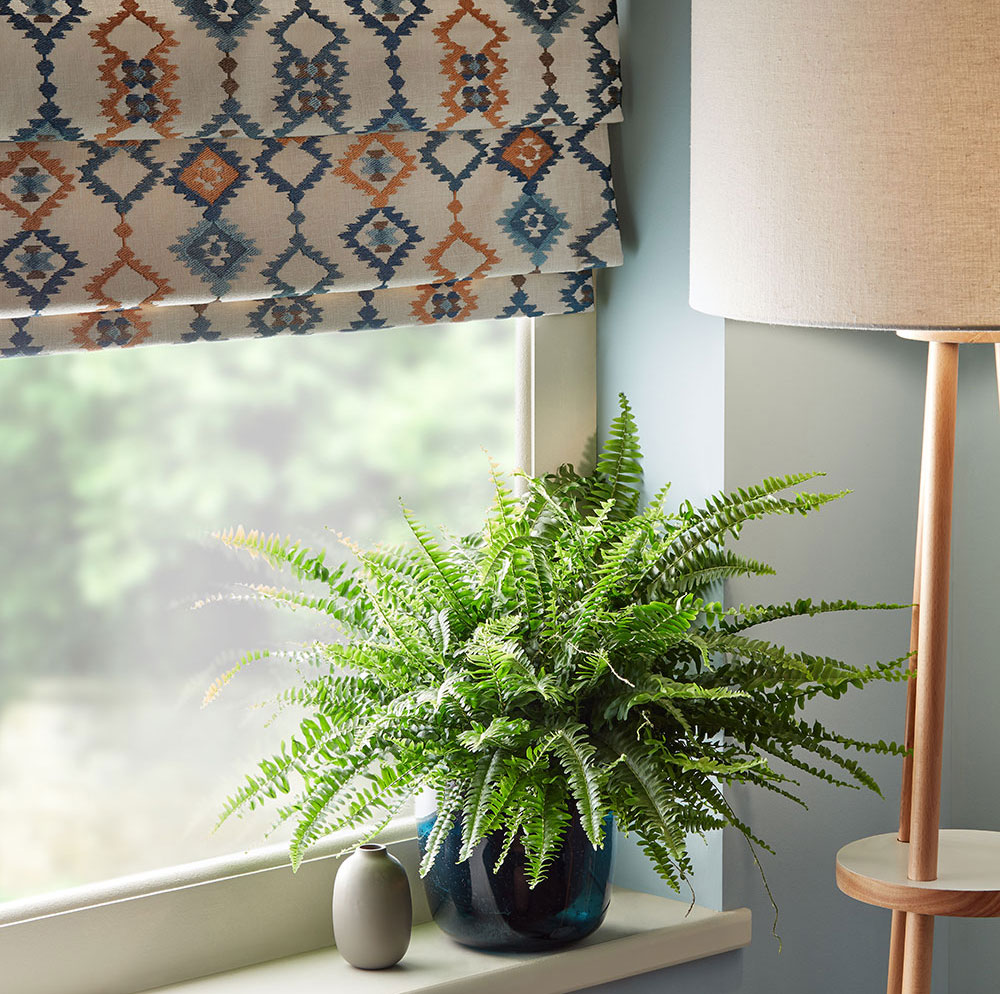 Plant on a windowsill