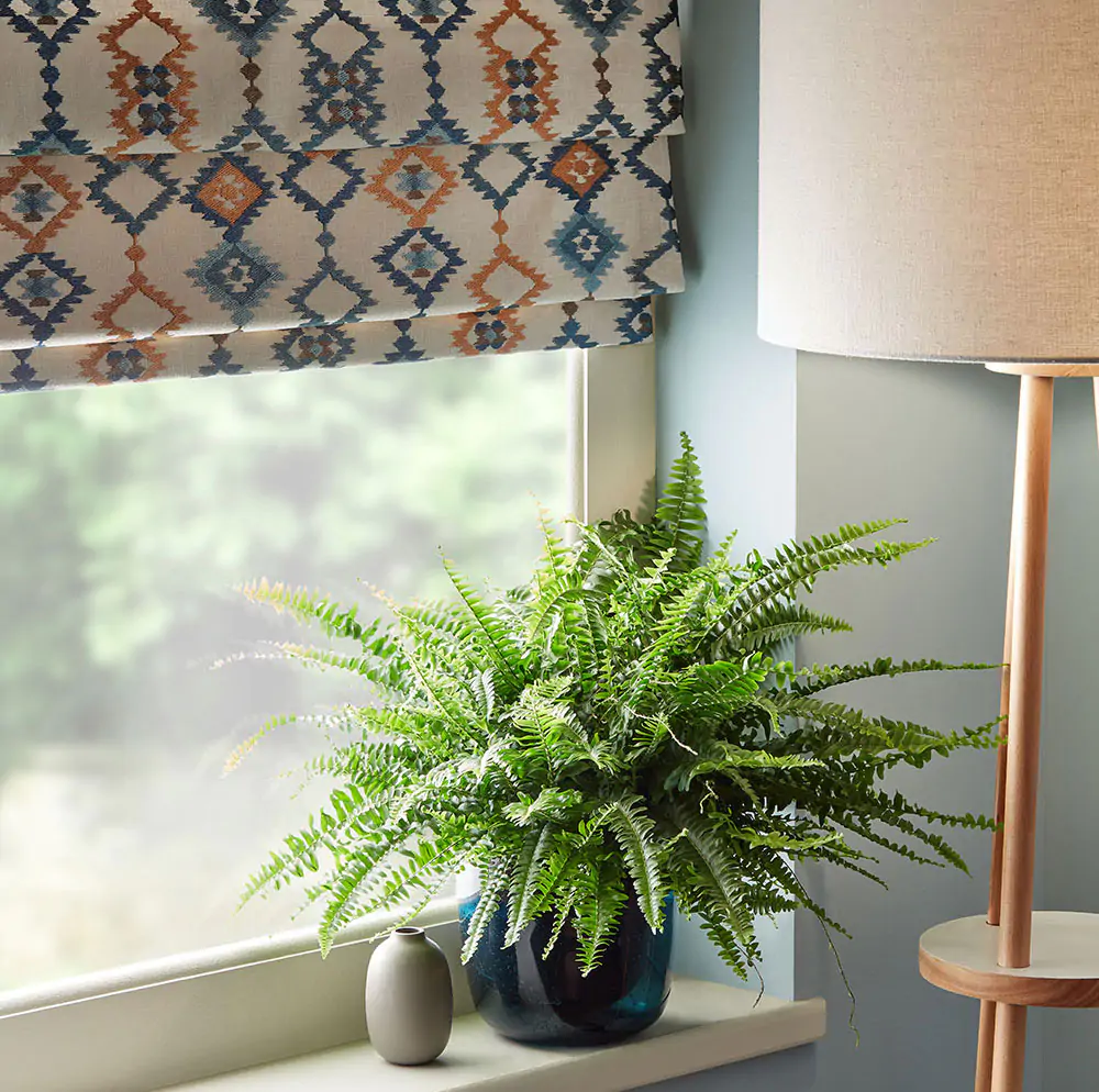 Plant on a windowsill