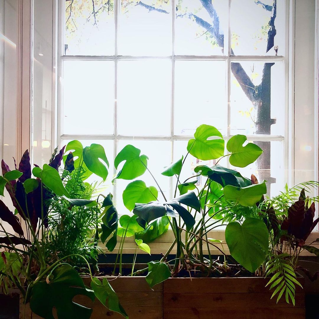 Windowsill Jungle